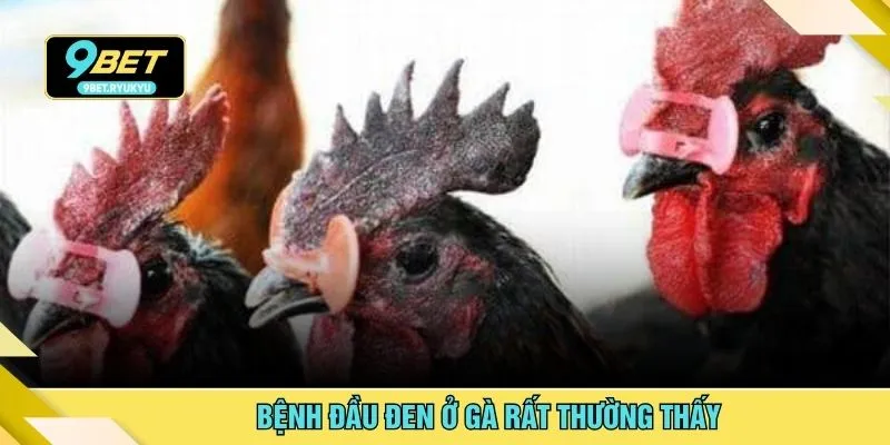 Bệnh đầu đen ở gà rất thường thấy