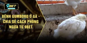 Bệnh Gumboro Ở Gà - Chia Sẻ Cách Phòng Ngừa Từ 9bet