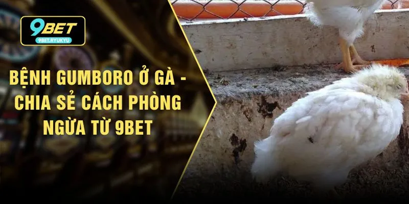 Bệnh Gumboro Ở Gà - Chia Sẻ Cách Phòng Ngừa Từ 9bet