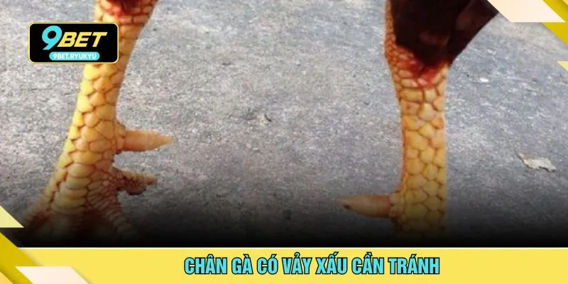 Chân gà có vảy xấu cần tránh