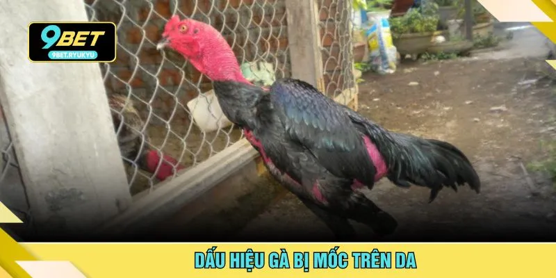 Dấu hiệu gà bị mốc trên da