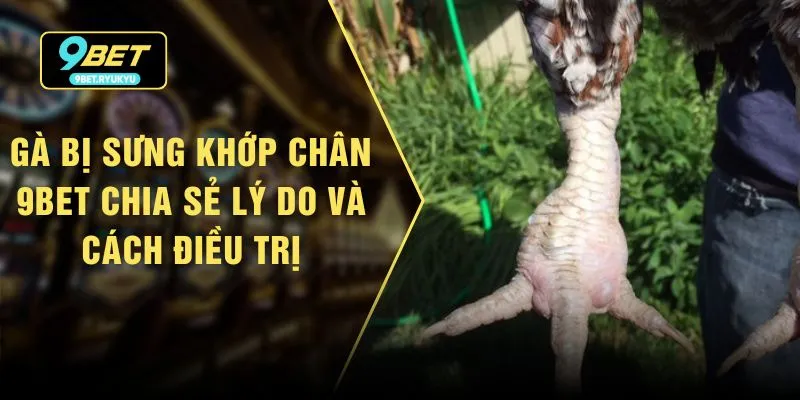 Gà Bị Sưng Khớp Chân - 9bet Chia Sẻ Lý Do Và Cách Điều Trị