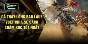 Gà Thay Lông Bao Lâu? 9bet Chia Sẻ Cách Chăm Sóc Tốt Nhất