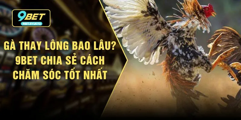 Gà Thay Lông Bao Lâu? 9bet Chia Sẻ Cách Chăm Sóc Tốt Nhất