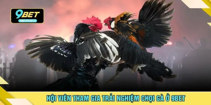 Hội viên tham gia trải nghiệm chọi gà ở 9bet