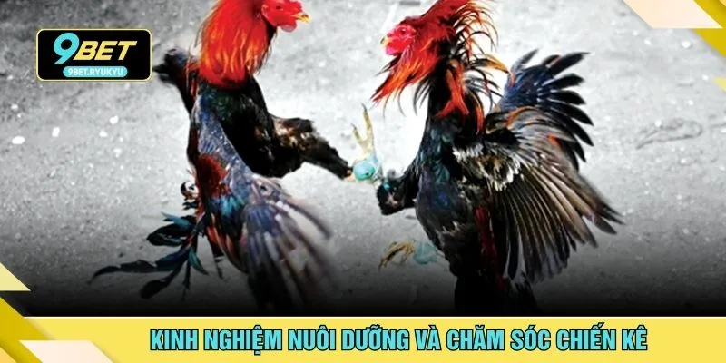 Kinh nghiệm nuôi dưỡng và chăm sóc chiến kê