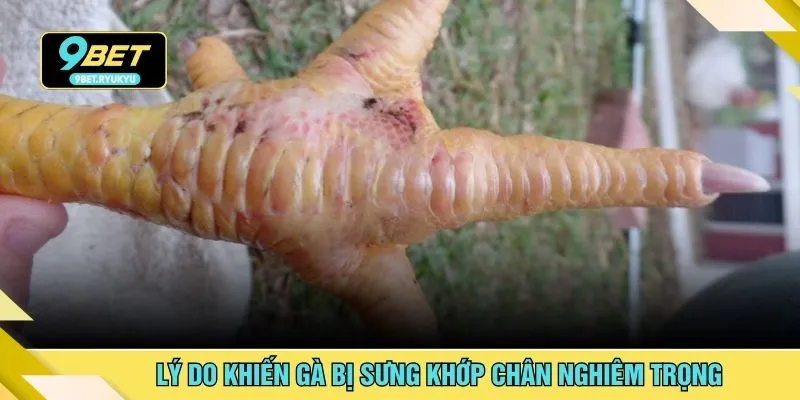 Lý do khiến gà bị sưng khớp chân nghiêm trọng