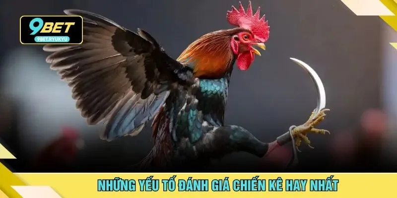 Những yếu tố đánh giá chiến kê hay nhất