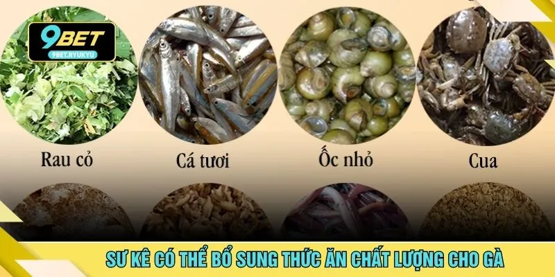 Sư kê có thể bổ sung thức ăn chất lượng cho gà