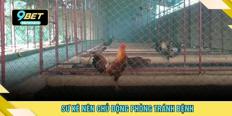 Sư kê nên chủ động phòng tránh bệnh