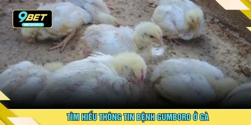 Tìm hiểu thông tin bệnh Gumboro ở gà